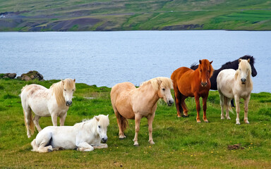 Fototapeta premium Herd wild icelandic horses on green meadow at lake in idyllic landscape - Iceland