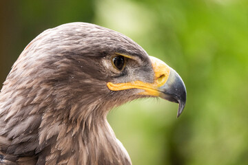 Obraz premium Head of a golden eagle in profile