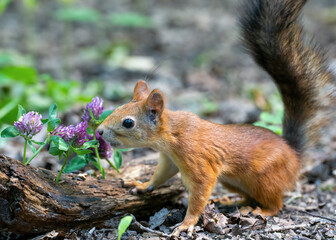 Cute and funny red squirrel smells clover flowers and green forest bokeh background