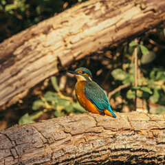 kingfisher on the branch