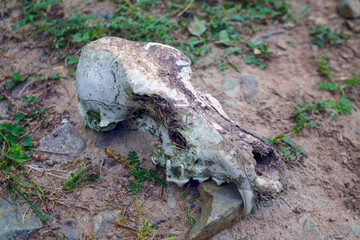 Dog or wolf skull in the woods. Mystical fairy-tale concept.