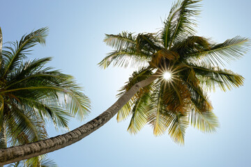 The bright sun rays shining through the palm leaves. Blue sky.