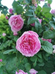 Background of bouquet of pink blooming rose bush.