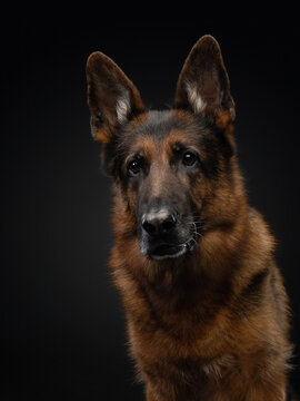 german shepherd on a black background. Beautiful dog portrait in studio