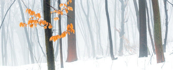 Winter snowy forest scenery. Foggy snowy forest background. Wide angle landscape.