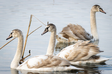 Fototapeta premium Young mute swans are swimming in the lake in winter. Young mute swans large waterfowl birds are wintering in the pond.