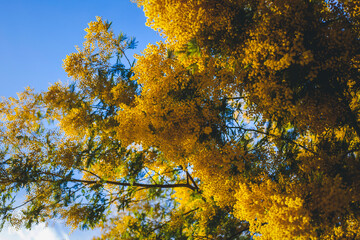 Bright beautiful yellow blossoming mimosa against the blue sky, natural floral spring background