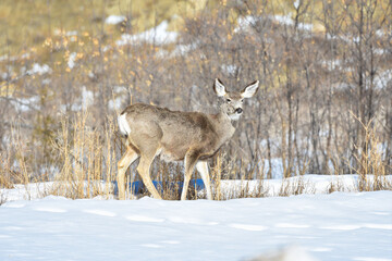 A Mule Deer walking with a winter background in Theodore Roosevelt National Park