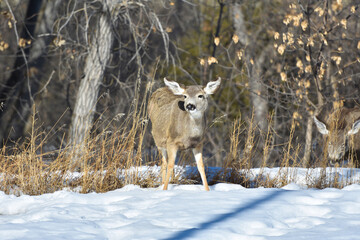 A Mule Deer walking with a winter background in Theodore Roosevelt National Park - obrazy, fototapety, plakaty