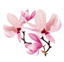 Beautiful pink magnolia. Flowers set with Magnolia flowers. Isolated elements with Magnolia flowers, brunches and leaves