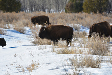 A bison walking with a winter background in Theodore Roosevelt National Park - obrazy, fototapety, plakaty