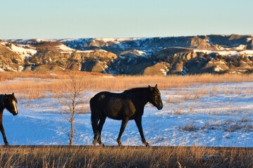 A wild horse walking with a winter background in Theodore Roosevelt National Park