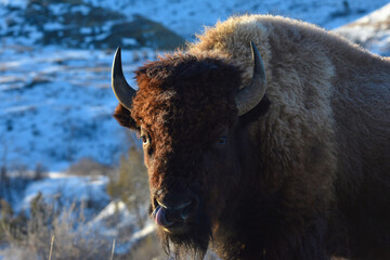 A close up of a bison in Theodore Roosevelt National Park