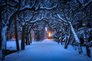 Winter scenery in snowy public park in Gdansk Oliwa, Poland - obrazy, fototapety, plakaty