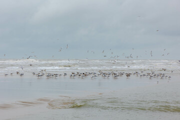 A group seagulls standing on the beach with selective focus, Winter landscape with sand and sea wave and white grey cloudy clouds in the sky, Dutch north sea coastline, Noord-Holland, Netherlands.