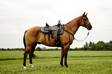 horse in field saddled - obrazy, fototapety, plakaty