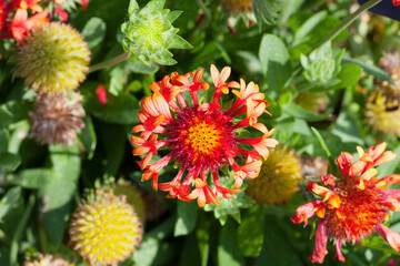 Red and yellow gaillardia x grandiflora flowers in a garden