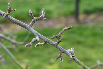 Close up of apple fruit bud