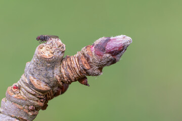 Macro shot of apple fruit bud