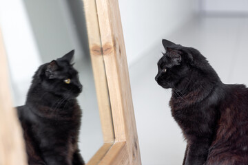 Black cat looking into the mirror at home