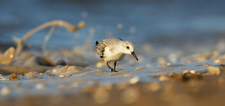 Sanderling at the waters edge, Norfolk, UK