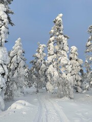 Winter in Lapland