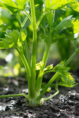 Obraz premium Celery root growing in vegetable garden at summertime , celery growing in soil , agriculture, plant growth and life concept, close-up view 