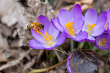 A bee on purple crocus flowers