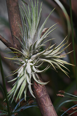 Obraz premium Close-up of the Tillandsia ionantha plant sitting on a tree branch