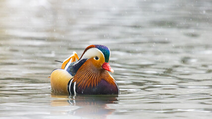 Beautiful colorful unique male mandarin duck swimming with mallard ducks in wonderful winter...