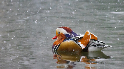 Beautiful colorful unique male mandarin duck swimming with mallard ducks in wonderful winter...
