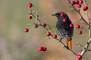 The black redstart male (Phoenicurus ochruros) small passerine bird