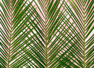 A background or wallpaper made of palm tree branches on pink background. Design for advertisement or banner