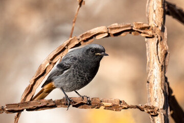 The black redstart male (Phoenicurus ochruros) small passerine bird