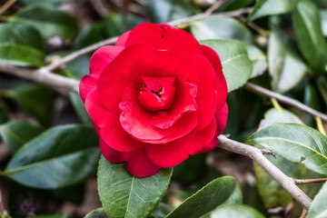 Red camellia flower blooming in the spring