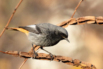 The black redstart male (Phoenicurus ochruros) small passerine bird