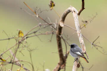 The black redstart male (Phoenicurus ochruros) small passerine bird