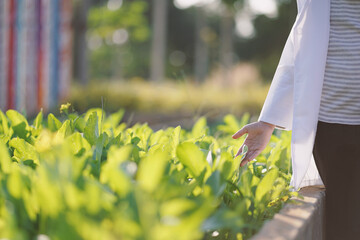 A girl is studying and learning to grow vegetables.Smart Farming, the new innovation of farming,...