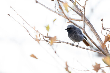 The black redstart male (Phoenicurus ochruros) small passerine bird