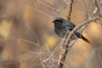 The black redstart male (Phoenicurus ochruros) small passerine bird