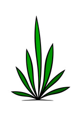 pflanze aus mehrern grünen lanzenförmigen blätter