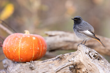 The black redstart male (Phoenicurus ochruros) small passerine bird