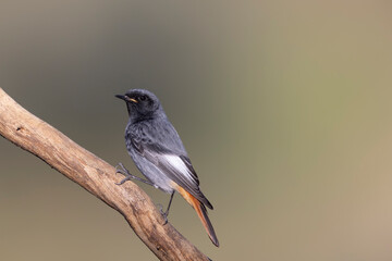 The black redstart male (Phoenicurus ochruros) small passerine bird