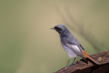 The black redstart male (Phoenicurus ochruros) small passerine bird