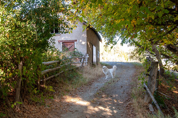 Establo y Perro en Campiña en otoño.