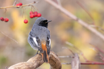 The black redstart male (Phoenicurus ochruros) small passerine bird