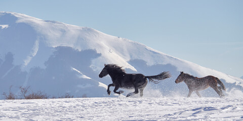 Wild Horses - Cavalli selvaggi al Gran Sasso - Abruzzo © Luigi Nespeca
