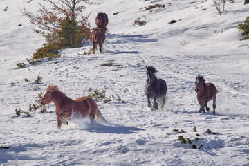 Fototapeta na wymiar Wild Horses - Cavalli selvaggi al Gran Sasso - Abruzzo