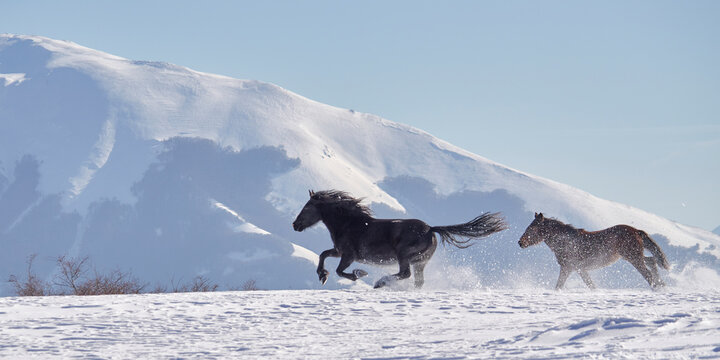 Wild Horses - Cavalli selvaggi al Gran Sasso - Abruzzo