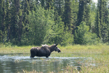 Alaskan moose in the pond with two calves